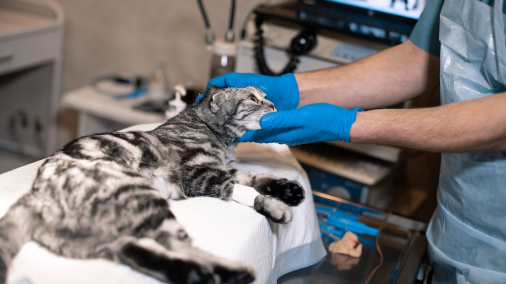 Veterinary Surgery - Boca Palms Animal Hospital