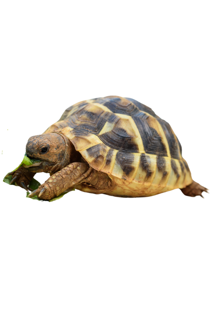 Vet Services - Boca Palms Animal Hospital